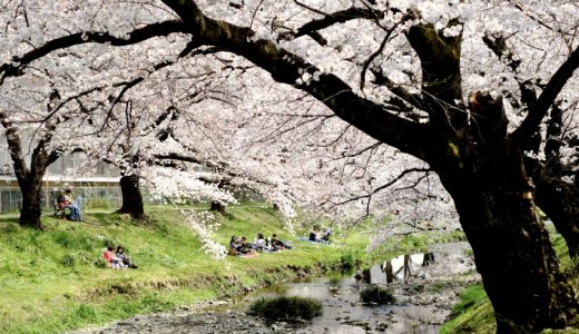 Acércate a Negawa Ryokudo a apreciar cerezos en flor