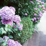 En junio se celebra las ferias de hortensias en Tokio