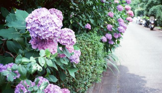 En junio se celebra las ferias de hortensias en Tokio